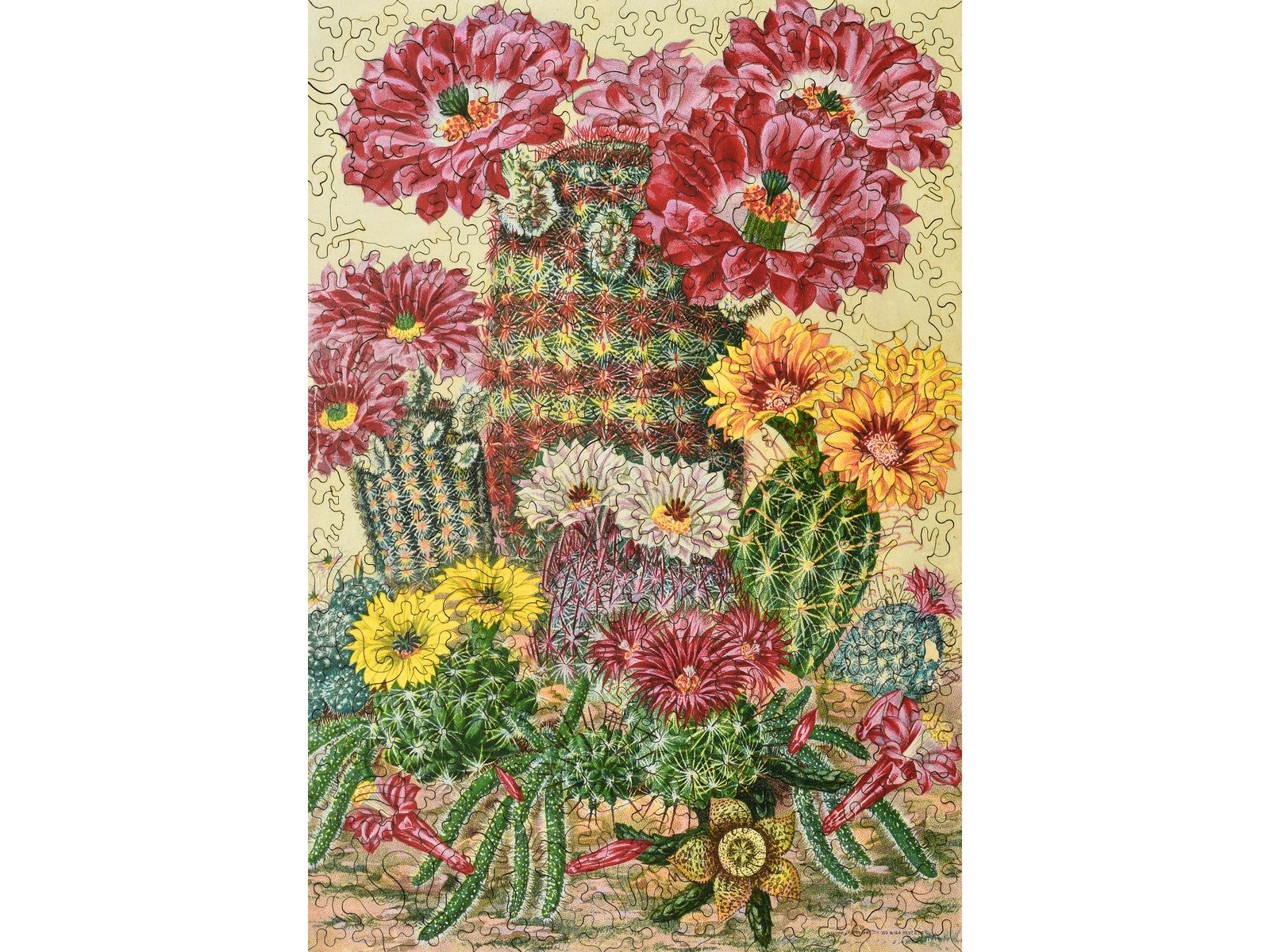 The front of the puzzle, Cactus Flowers.