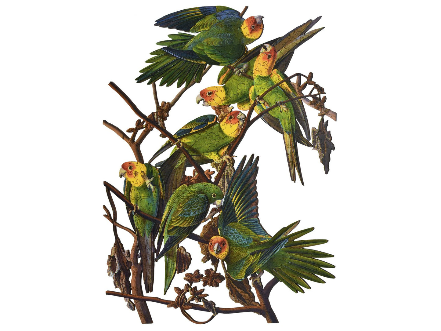 The front of the puzzle, Carolina Parakeet, which shows a group of birds sitting on branches.