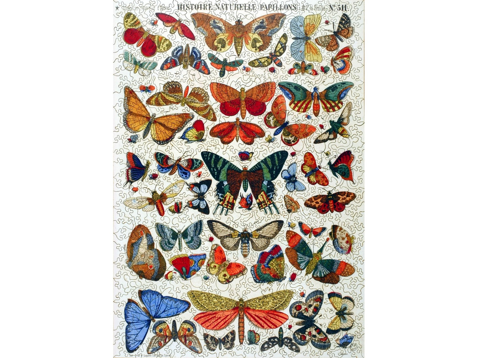 The front of the puzzle, Histoire Naturelle, which shows a vintage reference poster of different kinds of butterflies and moths.