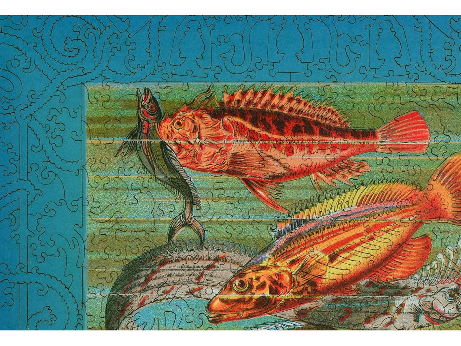 A closeup of the front of the puzzle, Beautiful Fishes of the Deep, showing the detail in the pieces.