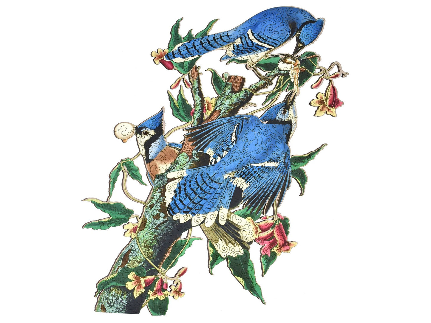 The front of the puzzle, Blue Jay.