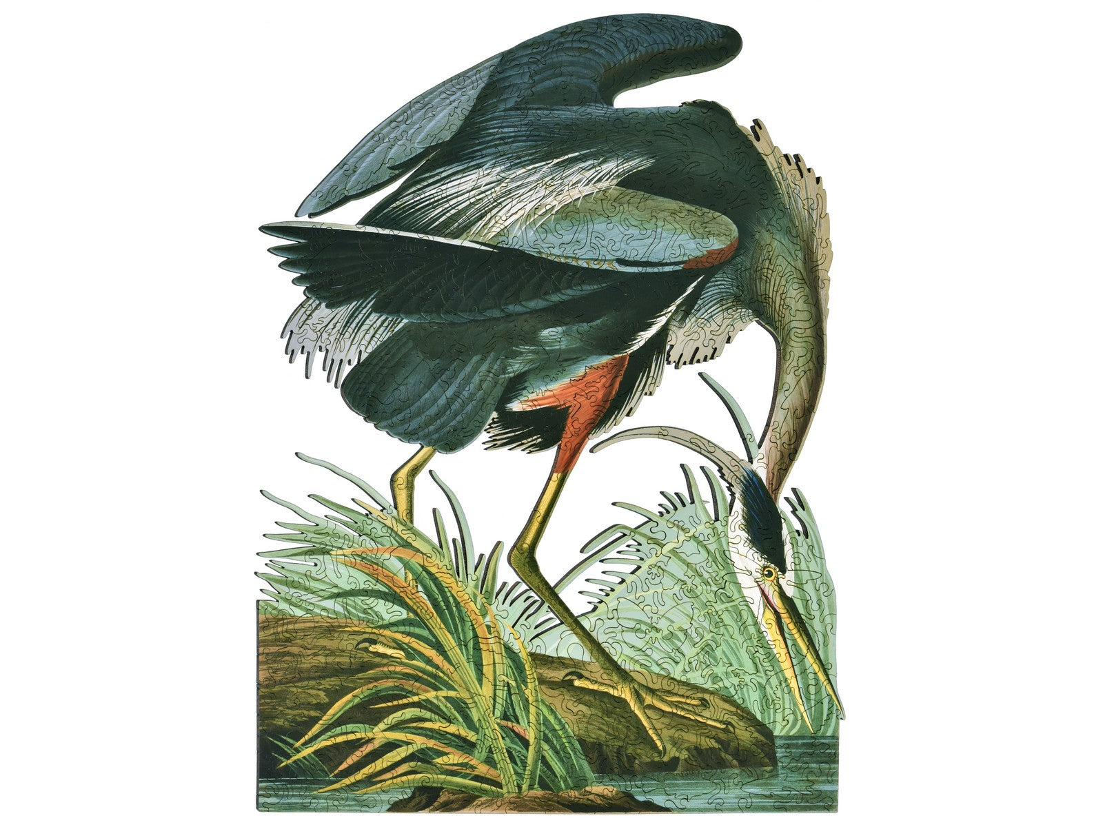 The front of the puzzle, Great Blue Heron.