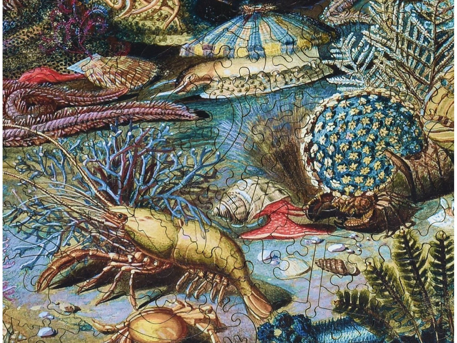 A closeup of the front of the puzzle, Ocean Life, showing the detail in the pieces.