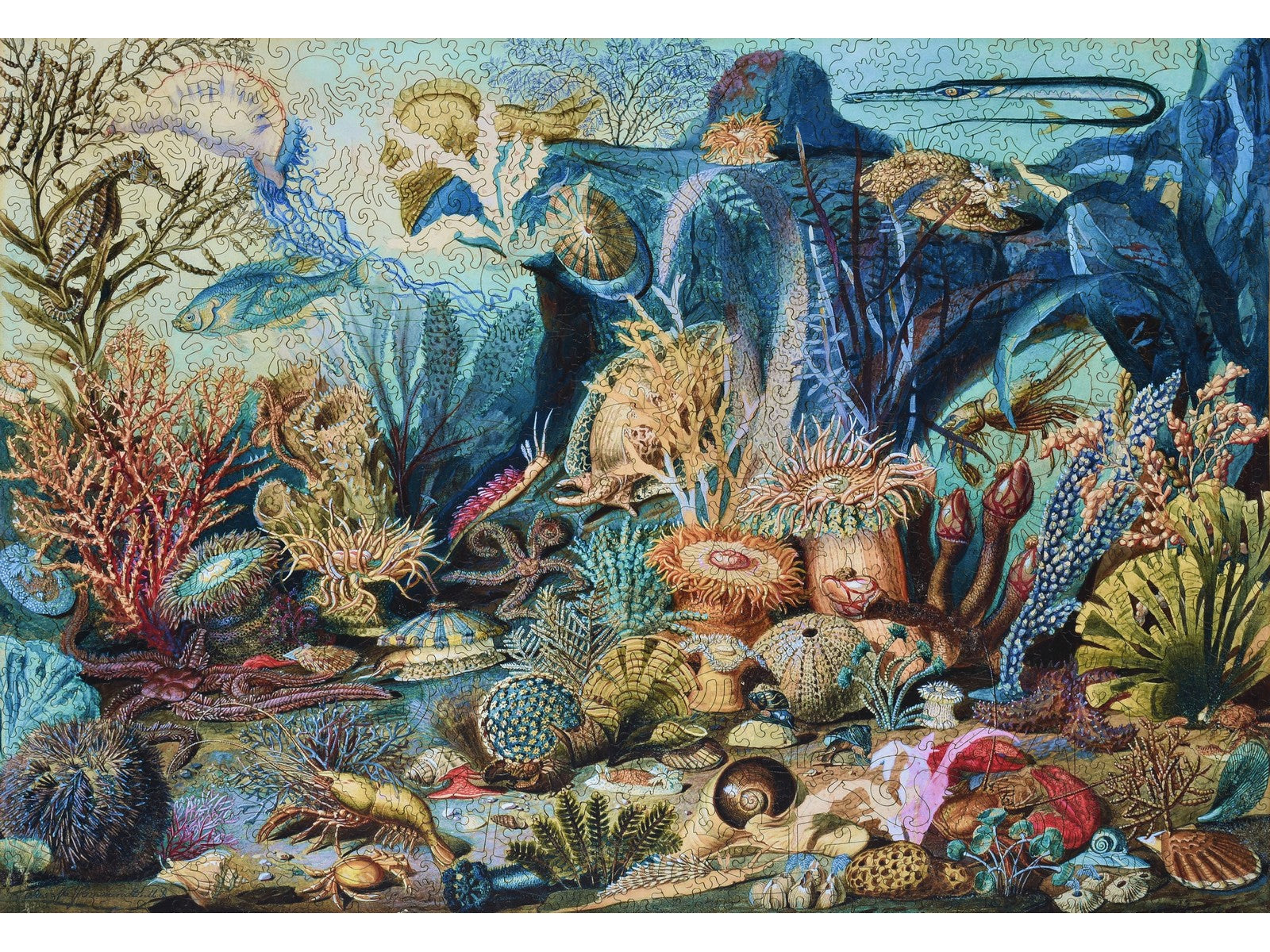 The front of the puzzle, Ocean Life, which shows an underwater scene with many sea creatures.