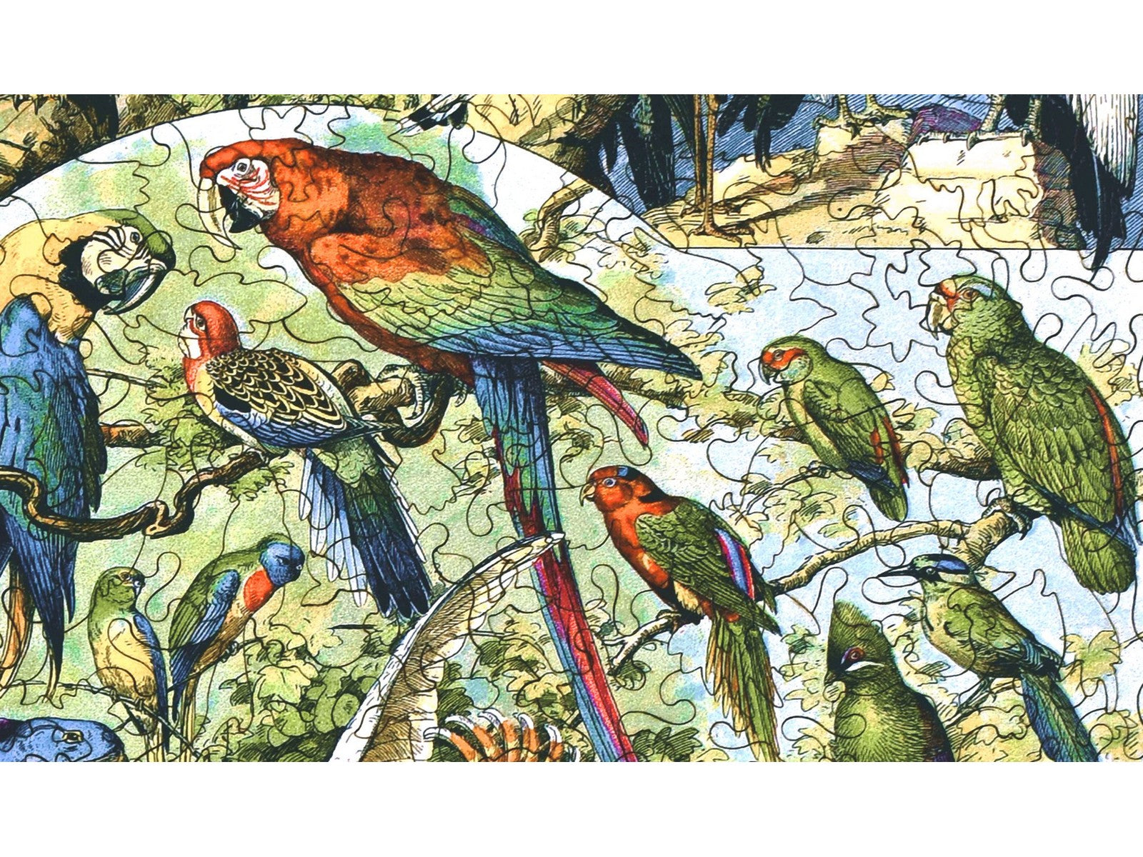 A closeup of the front of the puzzle, Oiseaux: Varieties of Birds.