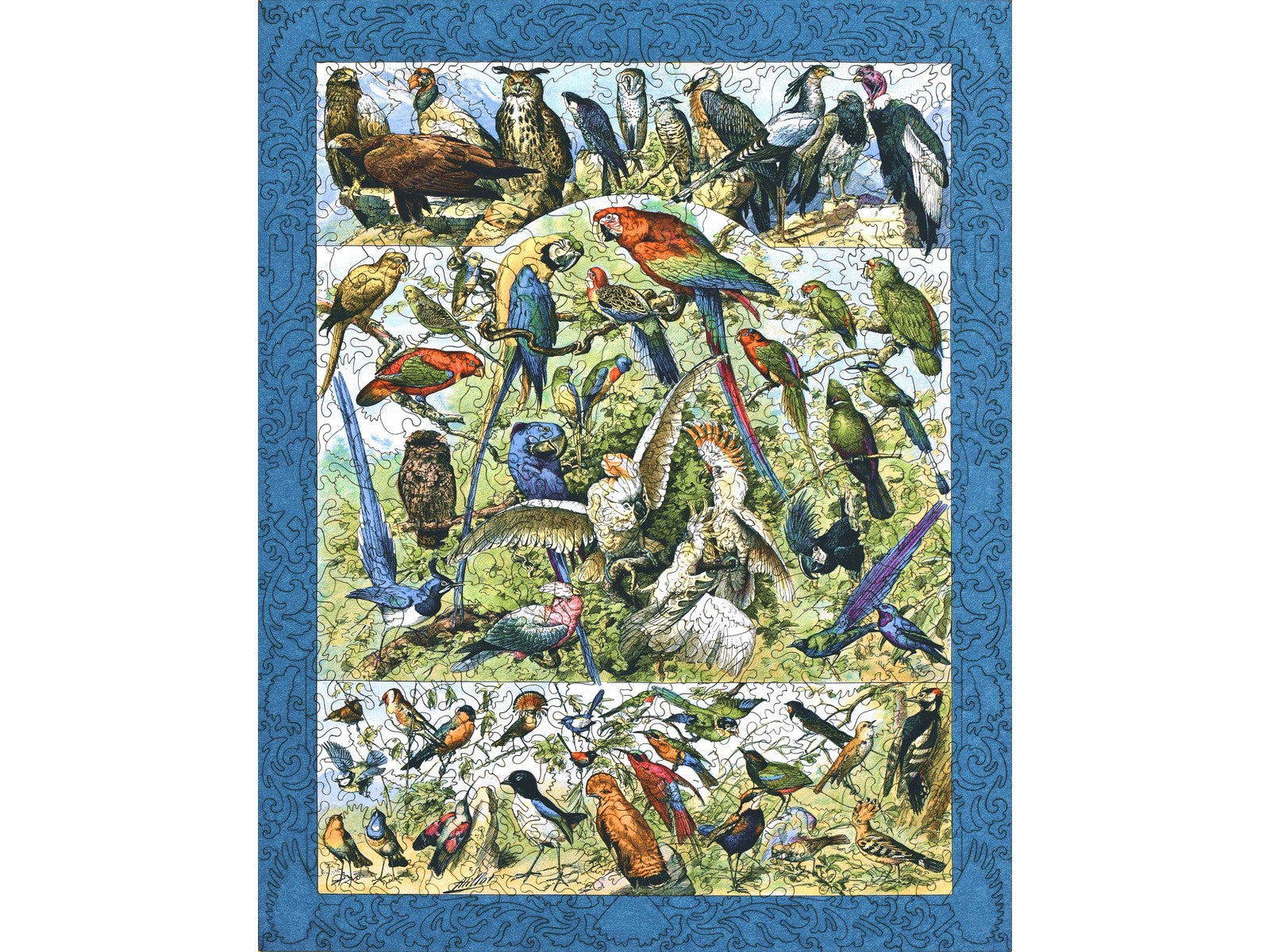 The front of the puzzle, Oiseaux: Varieties of Birds.