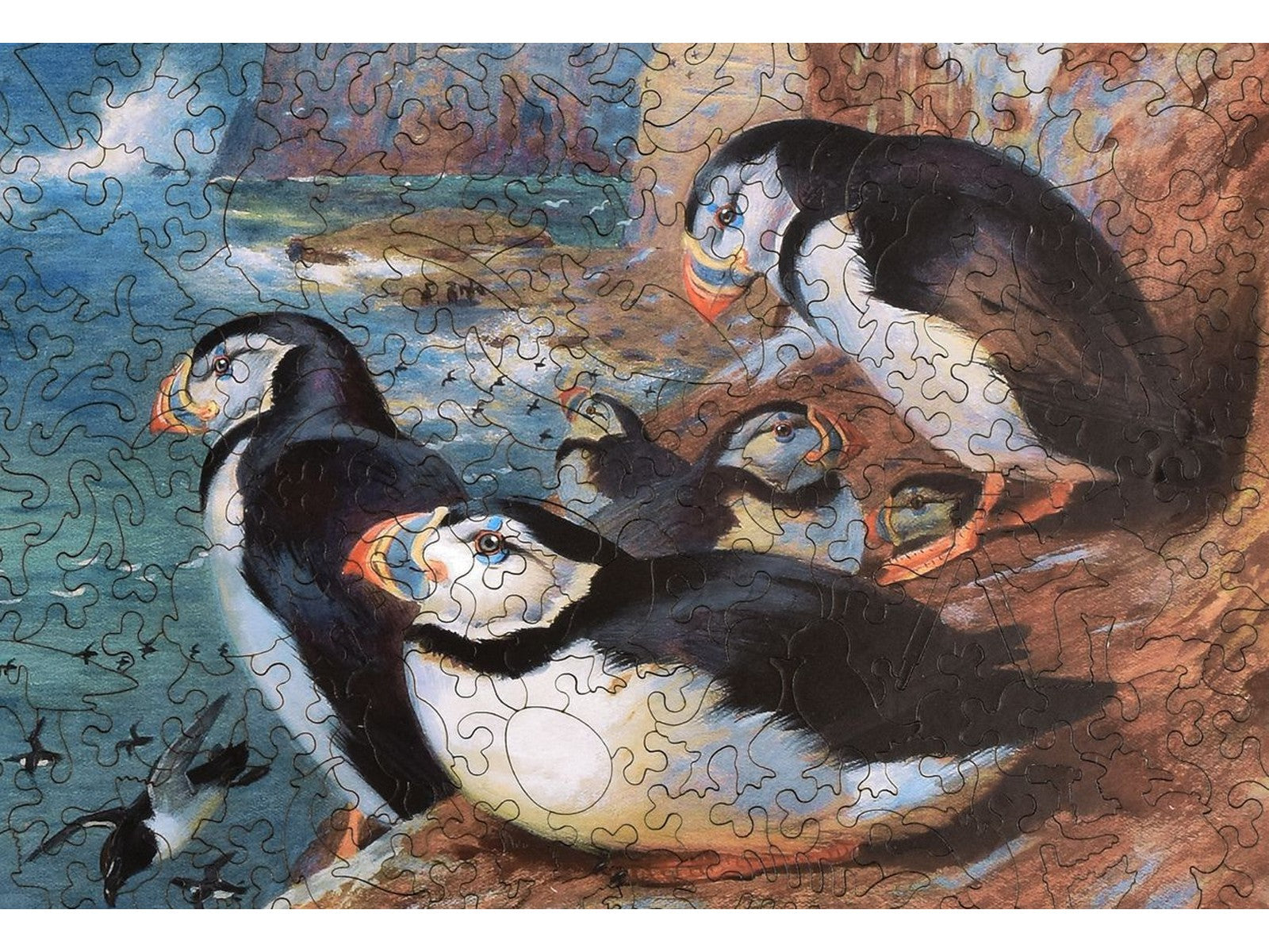 A closeup of the front of the puzzle, Puffins and Razorbills, showing the detail in the pieces.