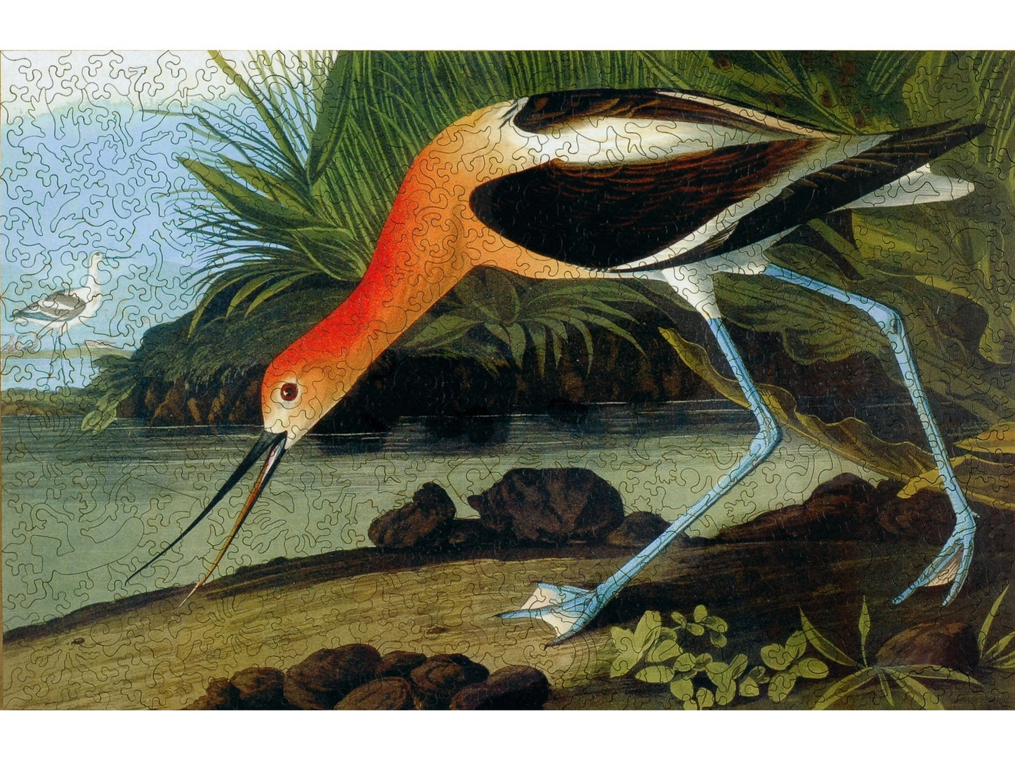 The front of the puzzle, American Avocet, which shows an orange and white bird with blue legs in its natural surroundings.