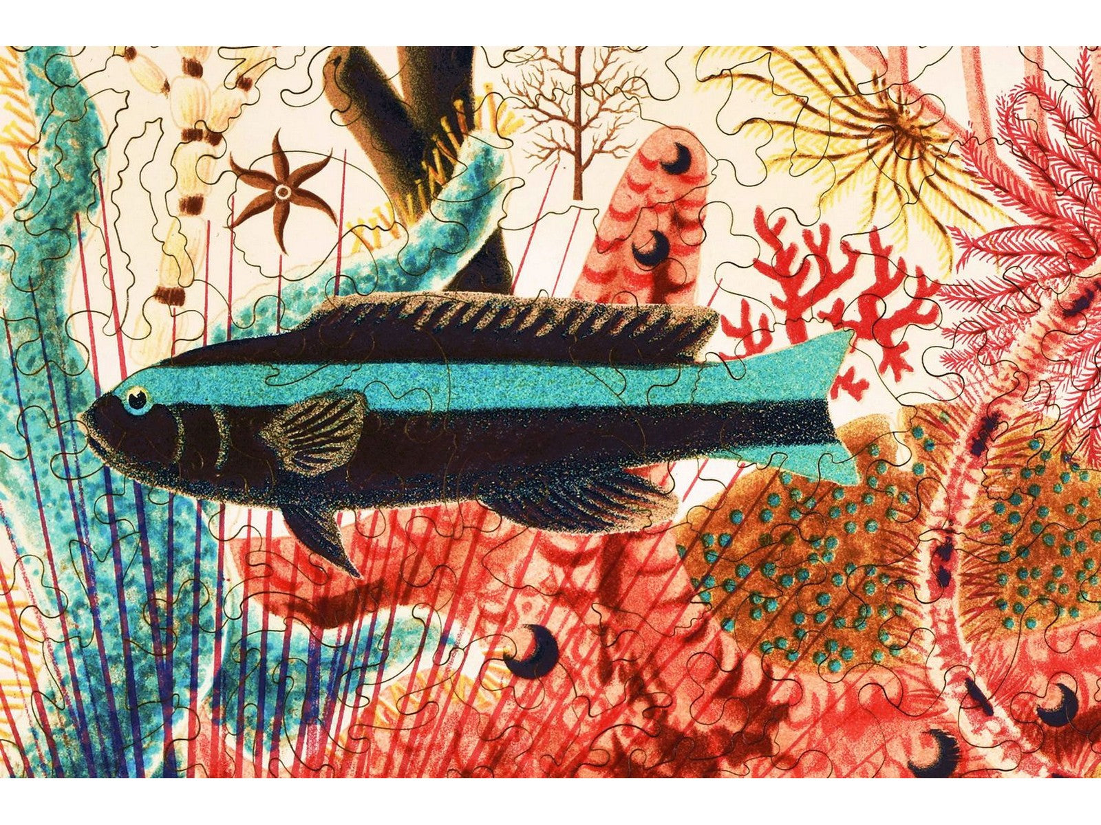A closeup of the front of the puzzle, Great Barrier Reef Echinoderms and Fish.
