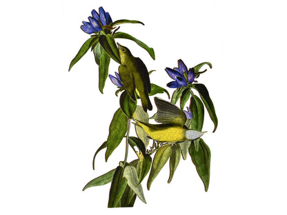 The front of the puzzle, Connecticut Warbler, which shows two yellow birds on a flowering plant.