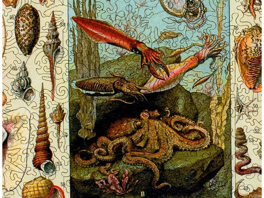 A closeup of the front of the puzzle, Varieties of Molluscs.