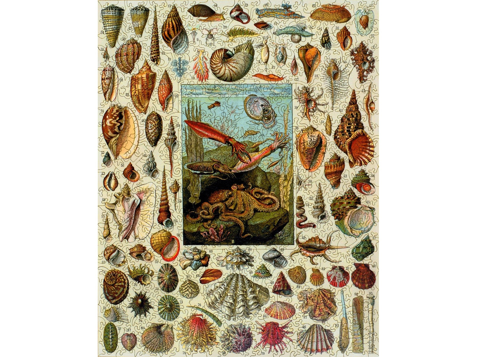 The front of the puzzle, Varieties of Molluscs, which shows a vintage print of different kinds of seashells.