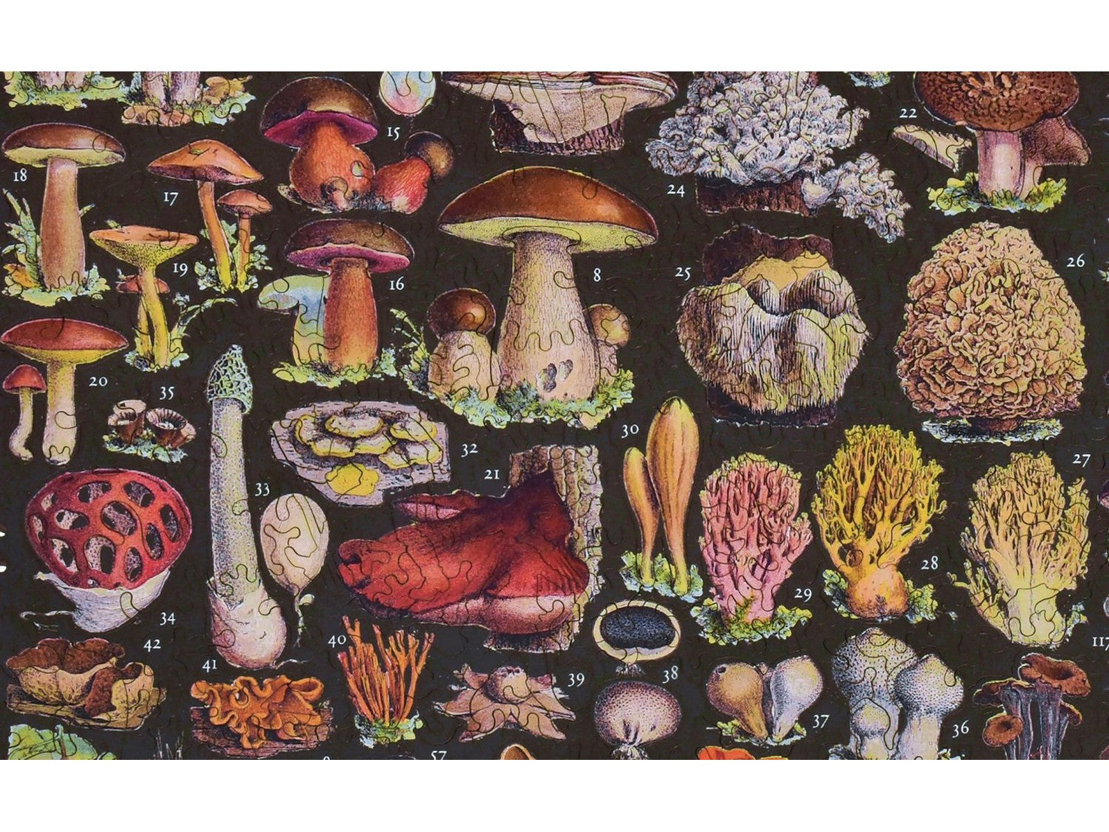 A closeup of the front of the puzzle, Mushrooms.