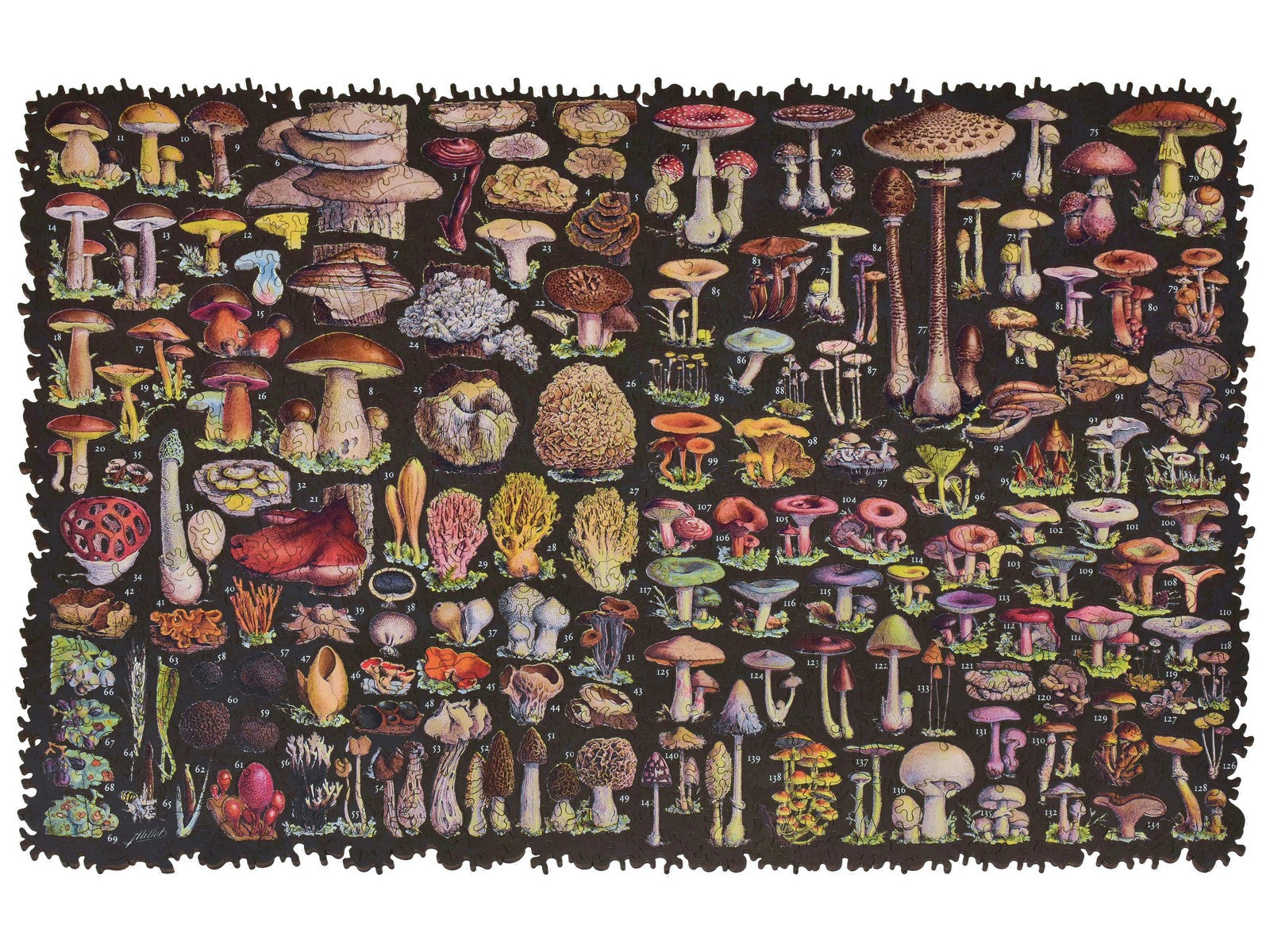 The front of the puzzle, Mushrooms, which shows a vintage reference print of various kinds of mushrooms.