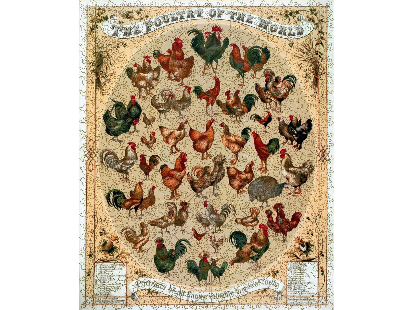 The front of the puzzle, Poultry of the World, which shows a vintage print of many different kinds of poultry fowl.