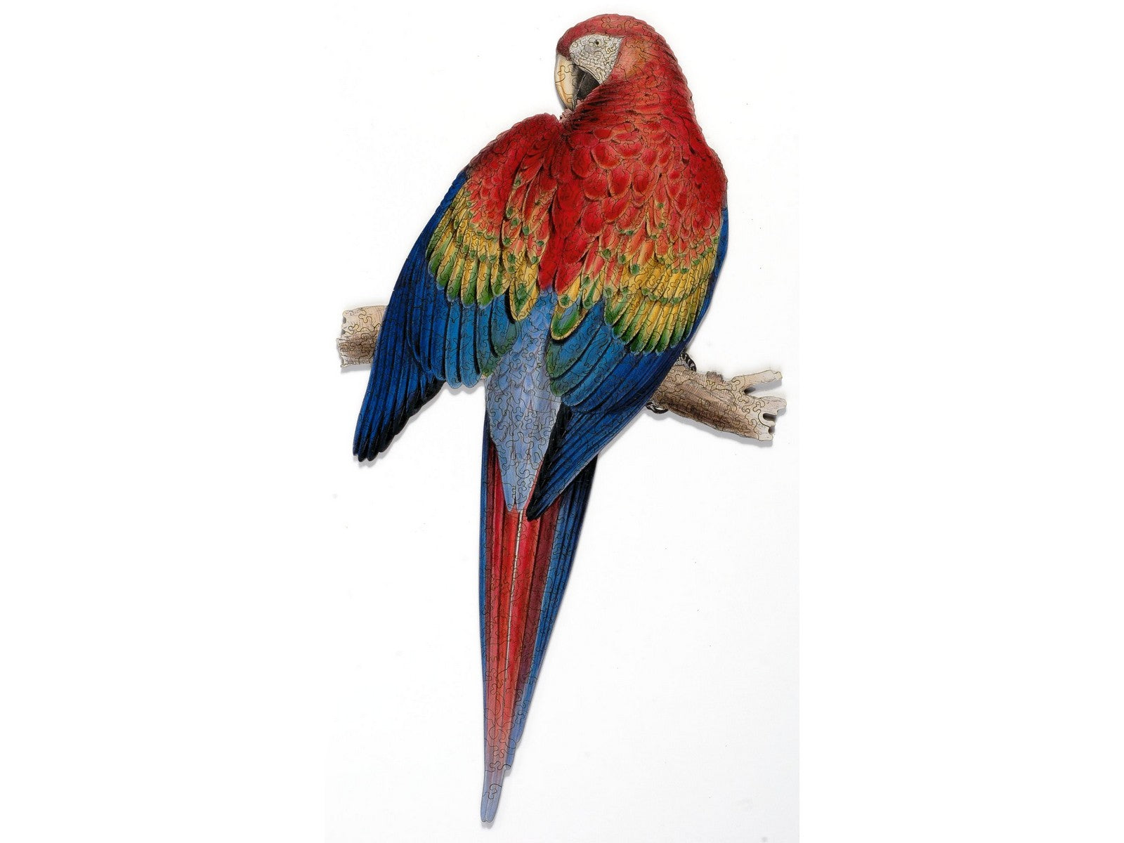 The front of the puzzle, Red and Yellow Macaw, showing an illustration of a multi colored macaw, sitting on a branch.